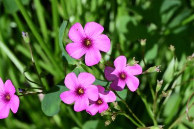 Bahçedeki güzel çiçekler