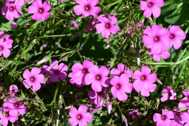 Pembe Çiçek Bahçe