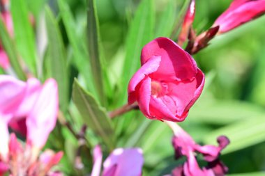 Bahçedeki kırmızı çiçekler