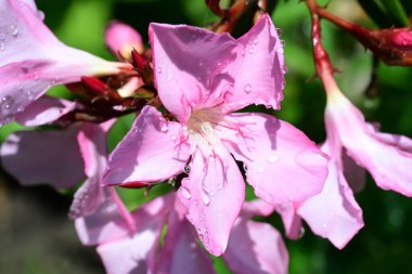 Bahçede bir demet pembe zakkum çiçeği 
