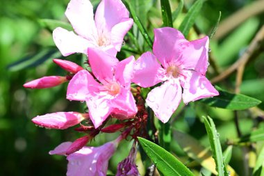 Bahçede bir demet pembe zakkum çiçeği 