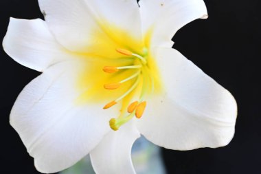 Siyah arkaplanda beyaz zambak çiçeği