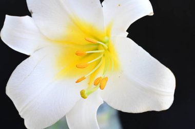 Siyah arkaplanda beyaz zambak çiçeği