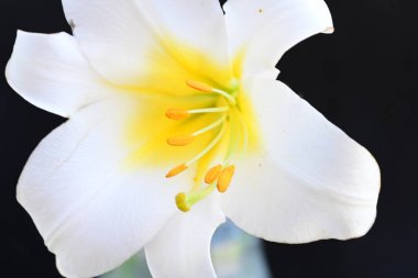 Siyah arkaplanda beyaz zambak çiçeği