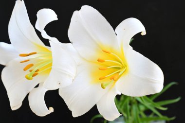 siyah arka plan üzerine iki Beyaz Zambak çiçeği