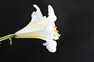 Güzel beyaz zambak çiçeklerini kapatın. 