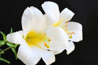 siyah arka plan üzerine iki Beyaz Zambak çiçeği