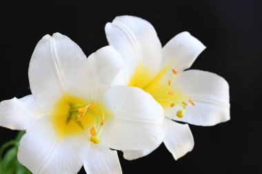 siyah arka plan üzerine iki Beyaz Zambak çiçeği