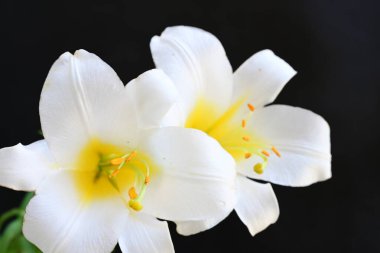 siyah arka plan üzerine iki Beyaz Zambak çiçeği