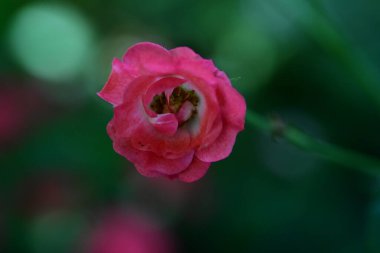 Bahçedeki güzel kırmızı gül