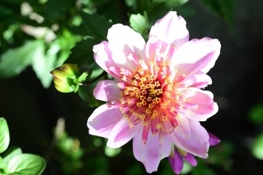 Bahçedeki güzel çiçekler