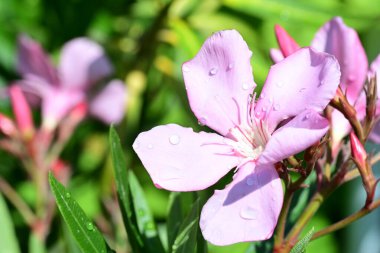 Bahçedeki güzel çiçekler