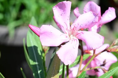 güzel bir çiçek bahçesinde