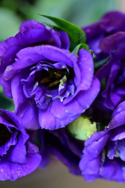 bahçede büyüyen güzel mor çiçekler