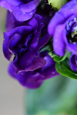 bahçede büyüyen güzel mor çiçekler