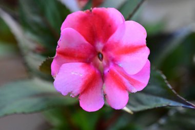 bougainvillea kırmızı çiçeğinin yakın plan bulanık arkaplanı