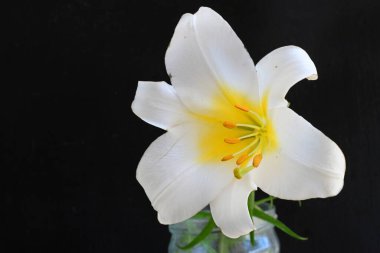 Siyah arkaplanda beyaz zambak çiçeği