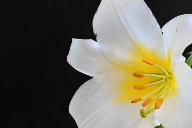 Siyah arkaplanda beyaz zambak çiçeği