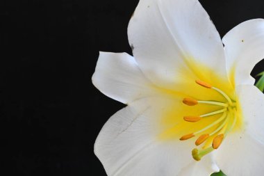 Siyah arkaplanda beyaz zambak çiçeği