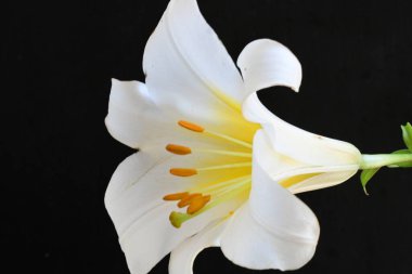 Siyah arkaplanda beyaz zambak çiçeği