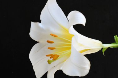 Siyah arkaplanda beyaz zambak çiçeği