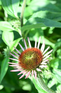 Bulanık yeşil arkaplanda Mor Coneflower 'ın yakın plan fotoğrafı