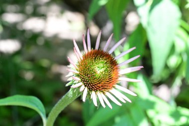 Bulanık yeşil arkaplanda Mor Coneflower 'ın yakın plan fotoğrafı
