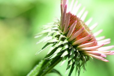 Taze Echinacea çiçeği yakın plan görüntüsü