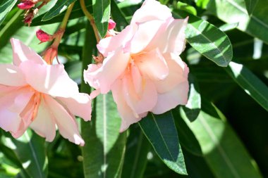 Bahçedeki güzel çiçekler