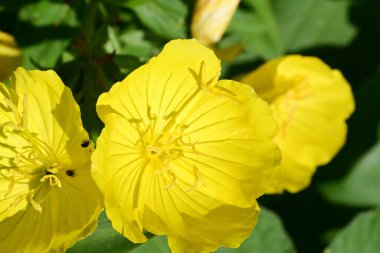 Bahçede yeşil yapraklı parlak sarı çiçekler