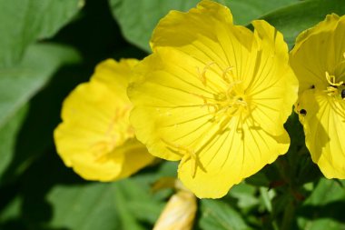 Bahçede yeşil yapraklı parlak sarı çiçekler