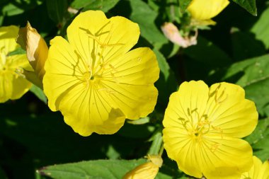 Bahçede yeşil yapraklı parlak sarı çiçekler