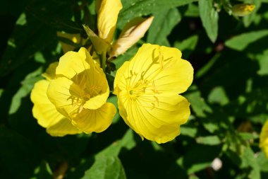 Bahçede yeşil yapraklı parlak sarı çiçekler