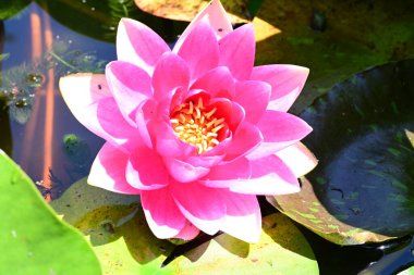 Gölette nilüfer çiçeği