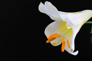 Siyah arkaplanda beyaz zambak çiçeği