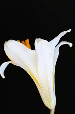 Siyah arkaplanda beyaz zambak çiçeği