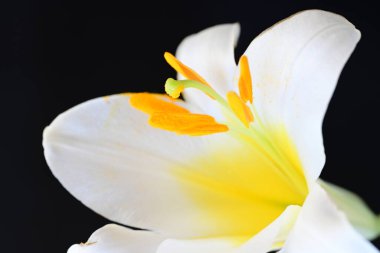 Siyah arkaplanda beyaz zambak çiçeği