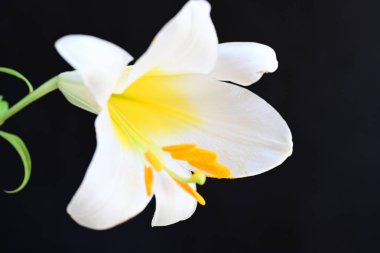 Siyah arkaplanda beyaz zambak çiçeği