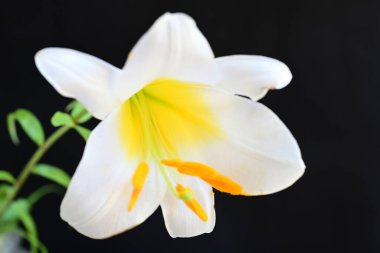 Siyah arkaplanda beyaz zambak çiçeği