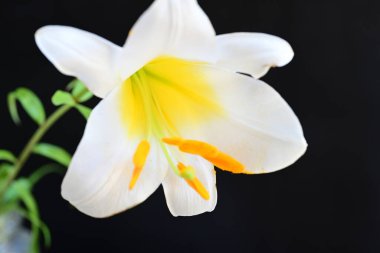 Siyah arkaplanda beyaz zambak çiçeği