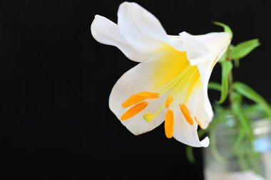 Siyah arkaplanda beyaz zambak çiçeği