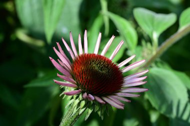 Taze Echinacea çiçeği yakın plan görüntüsü