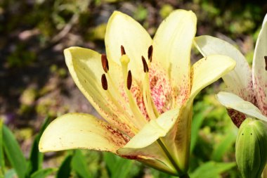 Taze zambak çiçeği yakın plan görüntüsü