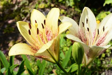 Taze zambak çiçeği yakın plan görüntüsü