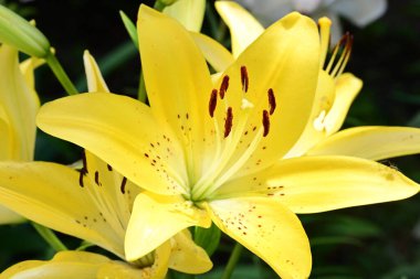 Taze zambak çiçeği yakın plan görüntüsü