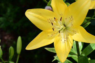 Taze zambak çiçeği yakın plan görüntüsü