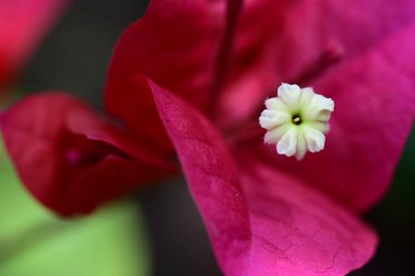 bougainvillea kırmızı çiçeğinin yakın plan bulanık arkaplanı