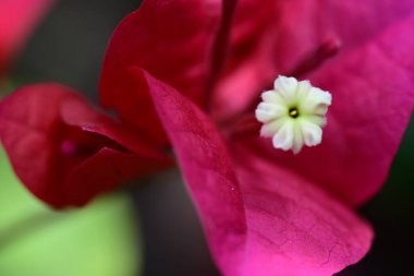 bougainvillea kırmızı çiçeğinin yakın plan bulanık arkaplanı