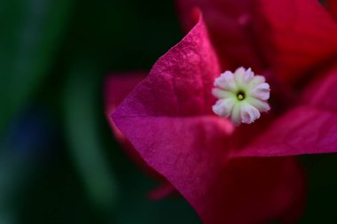 bougainvillea kırmızı çiçeğinin yakın plan bulanık arkaplanı