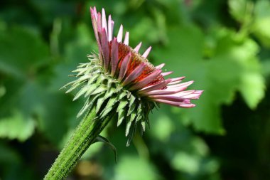 Taze Echinacea çiçeği yakın plan görüntüsü